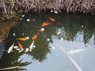 Jen co se trochu oteplilo🐠🐟, už mají rybičky u našeho skladu zase chuť k jídlu 🥐🍞